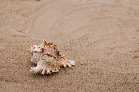 贝壳沙滩摄影照片_沙滩上的贝壳