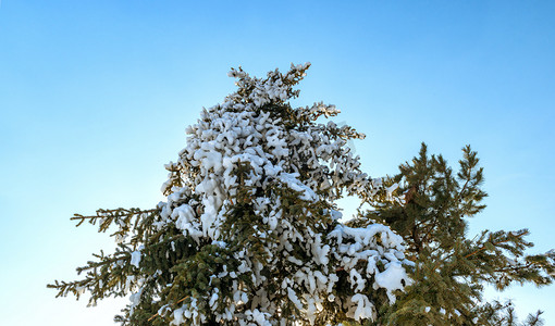 冬至背景摄影照片_冬季松树特写雪景