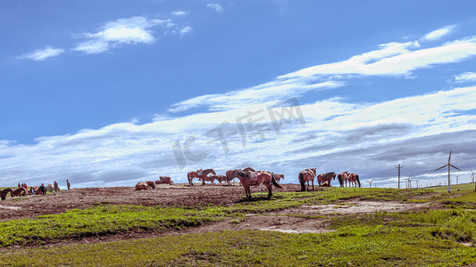 内蒙古高山草原马群