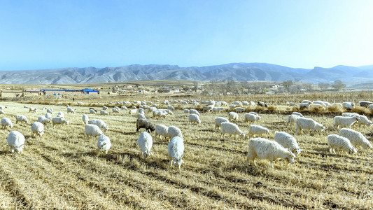 内蒙古农田耕地羊群景观
