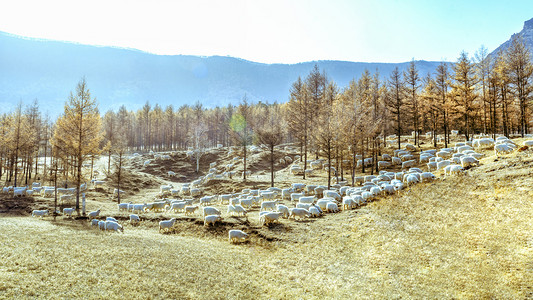 内蒙古高山牧场羊群