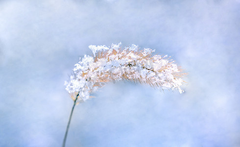 冬至素材摄影照片_冬季植物雪景特写