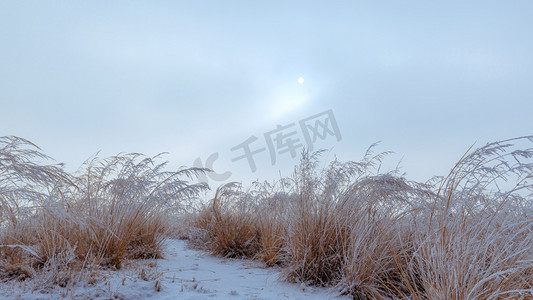 内蒙古雪景摄影照片_内蒙古冬季植物雪景