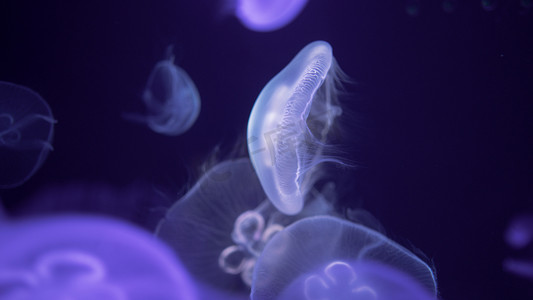蓝紫色摄影照片_海洋馆的水母摄影图