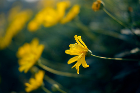 清新文艺黄色小雏菊