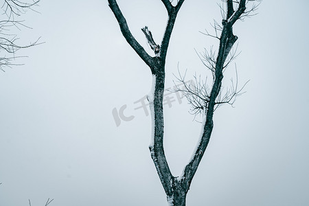 冬季雪地中的一棵枯树风景图