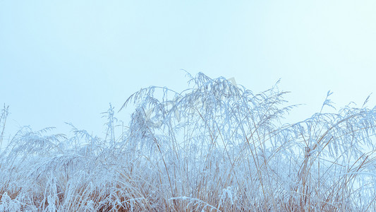 内蒙古冬季植物雪景