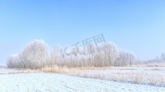 内蒙古田埂树木冬季雪景