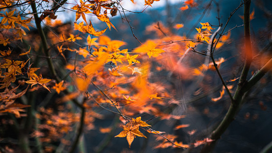 红色叶子秋天摄影照片_秋天的枫叶摄影图
