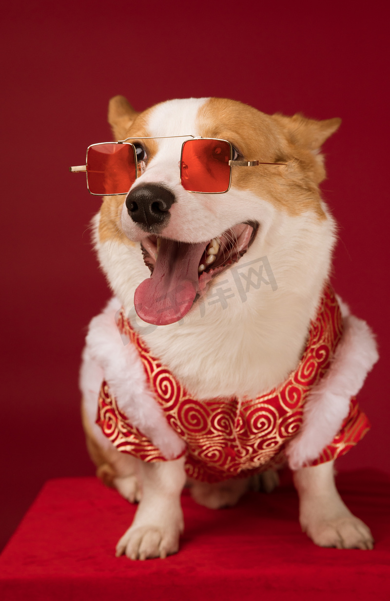 吐舌头戴眼镜的柯基犬高清摄影大图 千库网