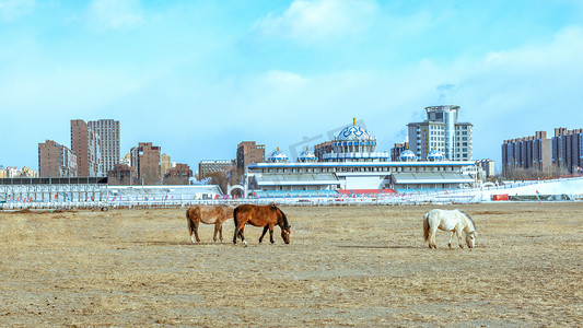 呼和浩特建筑摄影照片_内蒙古赛马场马匹觅食