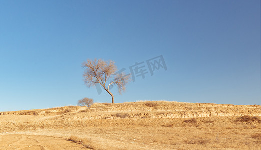 内蒙古冬季户外树木