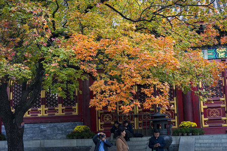 秋天香山红叶古典园林