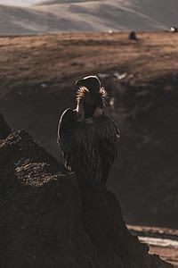 文艺冬季动物秃鹫