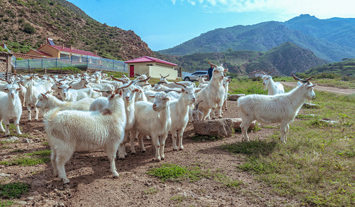 养殖场粪便摄影照片_内蒙古山区山羊养殖