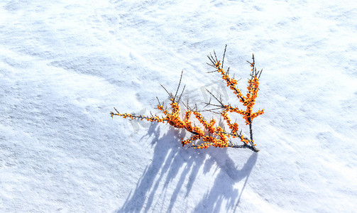 冬天素材摄影照片_雪地上的沙棘