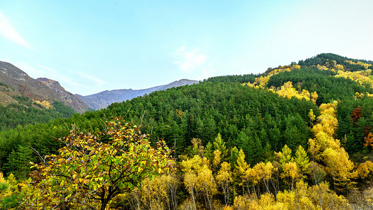 火龙果树林摄影照片_内蒙古山峦树木秋色