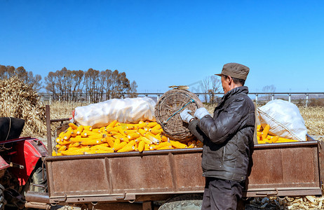 内蒙古农村秋季玉米收获