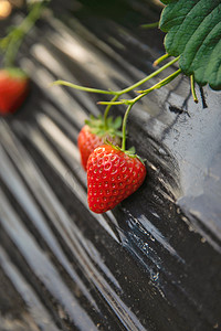 大自然红草莓