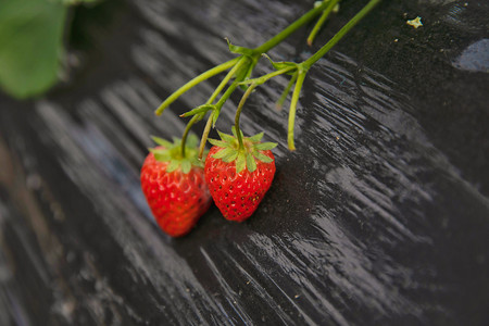 两颗红红草莓