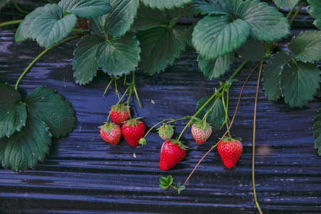 红色小草莓摄影照片_红色小草莓