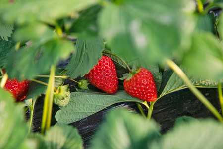 大自然水果摄影照片_草莓红红