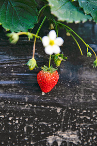 新鲜的草莓果实 