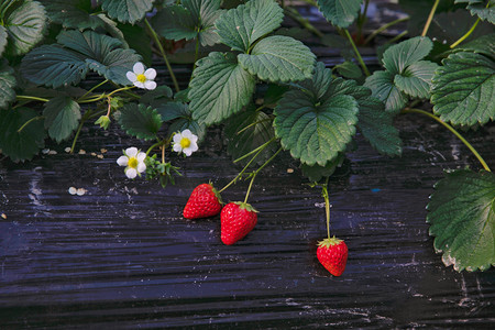 大自然水果摄影照片_红红的草莓