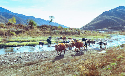 山村放牛上午牛群室外觅食摄影图配图