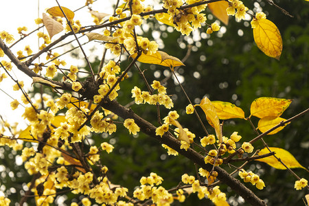 冬季花朵白天一株腊梅梅林静态摄影图配图