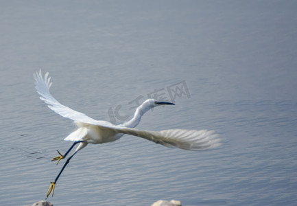 白鹭摄影照片_白鹭白天一只白鹭湖边飞翔摄影图配图