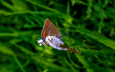 蝴蝶花蕊植被上午蝴蝶风景风景摄影图配图