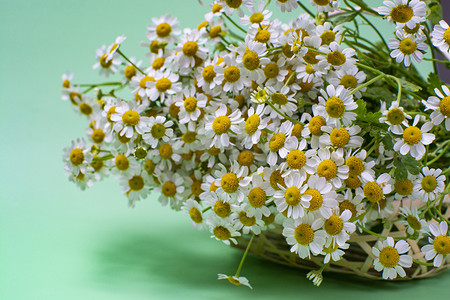 花篮摄影照片_洋甘菊早上洋甘菊花篮室内静物摄影图配图