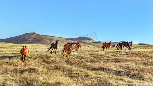 草原飞奔骏马上午马匹室外旅游摄影图配图