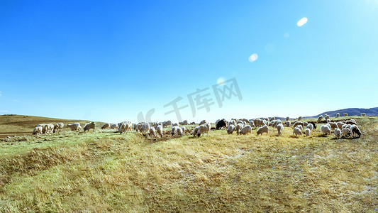 羊群草原摄影照片_草原牧场上午羊群室外旅游摄影图配图