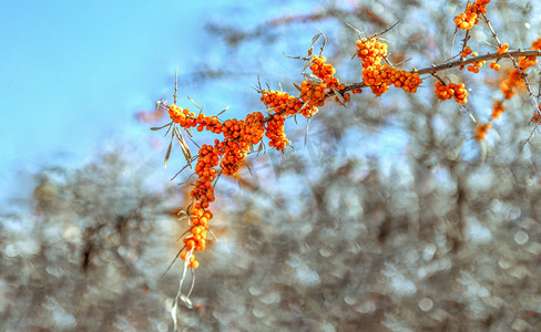 冬季沙棘下午野生沙棘冬季素材摄影图配图