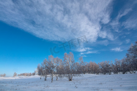 冬天蓝天白云风景清晨的白桦林
