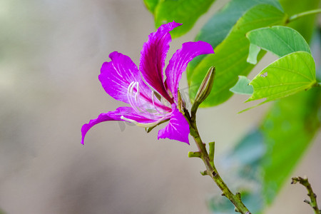 红色花卉摄影照片_花朵白天一朵洋紫荆户外花卉摄影图配图