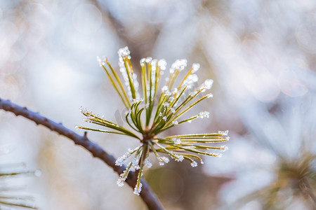 雪景冬季松树户外下雪摄影图配图