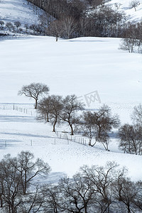 雪树林摄影照片_大雪覆盖的草原
