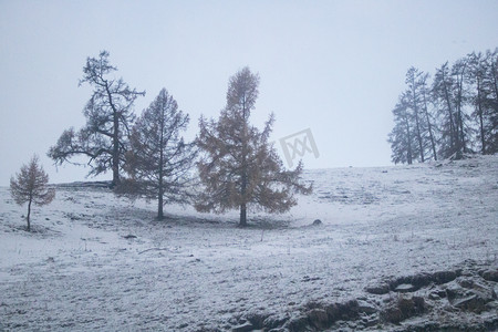 北疆摄影照片_冬天新疆深秋树雪下雪摄影图配图