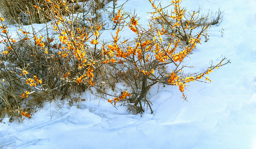 冰雪沙棘上午沙棘树风景素材摄影图配图