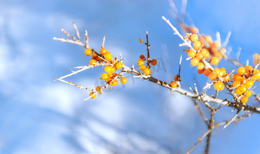 冰雪女神摄影照片_冬季沙棘中午沙棘冰雪素材摄影图配图