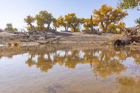 塞北沙漠摄影照片_额济纳景区白天池塘 胡杨林沙漠摄影图配图