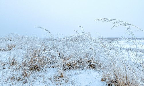 植物外冰雪上午冰雪植物户外素材摄影图配图