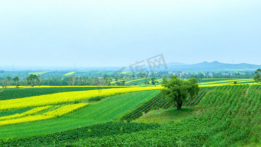 金黄色稻穗边框摄影照片_农田耕地植物上午田园农作物风景摄影图配图