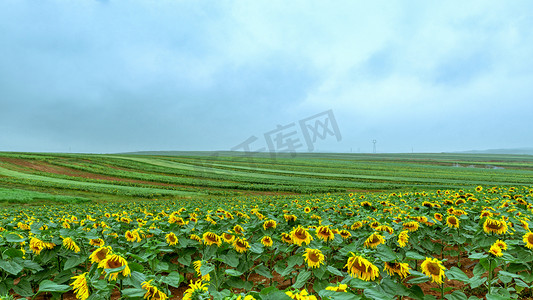 夏日田野摄影照片_田园葵花上午葵花阴天风景摄影图配图