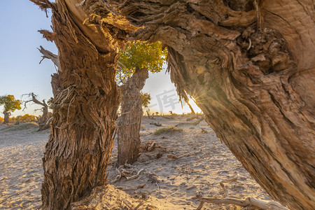 额济纳景区白天枯树树木胡杨林沙漠摄影图配图