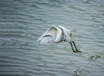 飞翔鹭鸟白天一只白鹭户外湖面飞翔摄影图配图