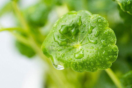 雨水节气摄影照片_雨水节气白天植物铜钱草室外植物水滴摄影图配图